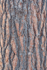 Tree bark