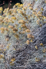 Rabbitbrush