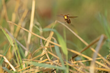 Europäische Hornisse (Vespa crabro) jagt in der Wiese
