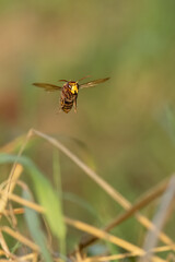 Europäische Hornisse (Vespa crabro)