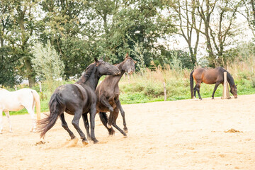 Two black gelding horses playing biting rearing in paddock paradise track system