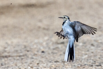 Bachstelze (Motacilla alba) jagt Fliege