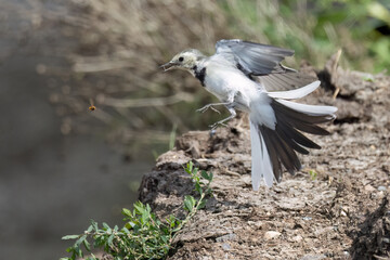 Bachstelze (Motacilla alba) jagt Fliege
