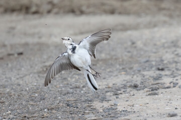 Bachstelze (Motacilla alba) jagt Fliege