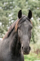 black horse portrait head close up