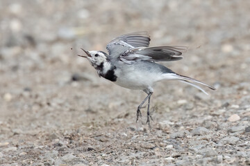 Bachstelze (Motacilla alba) jagt Fliege
