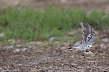 Bachstelze (Motacilla alba) jagt Fliege