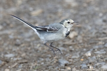 Bachstelze (Motacilla alba) jagt Fliege