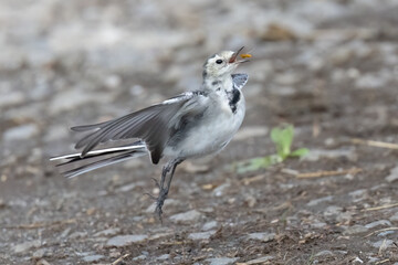 Bachstelze (Motacilla alba) jagt Fliege