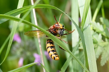 Europäische Hornisse (Vespa crabro) erbeutet Honibiene