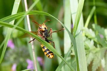 Europäische Hornisse (Vespa crabro) erbeutet Honibiene