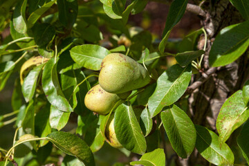 Pear tree with fruits