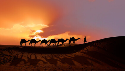 Caravan of camel in the sahara desert of Morocco at sunset time