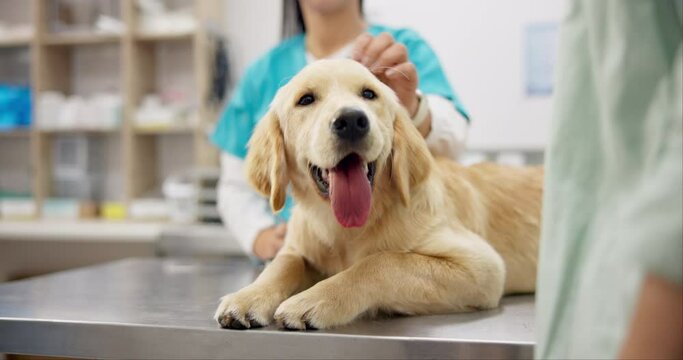 Happy dog on table with woman, animal clinic and consultation for medical advice, pet care or service. Person with female veterinarian, healthy Labrador puppy and professional help at vet or hospital