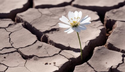concept of thirst and famine. A tiny white flower appeared through the cracked, dry ground.Copy space for text, advertising, message, logo