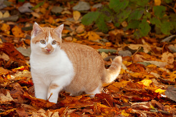 Naklejka na ściany i meble Rot-weiße Katze durchstreift mit aufmerksamem Blick das Herbstlaub