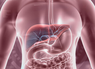 Human liver, digestive system anatomy on medical background. 3d illustration. - obrazy, fototapety, plakaty