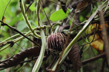 An aerial tuber of Purple Yam that is growing new roots is on a vine