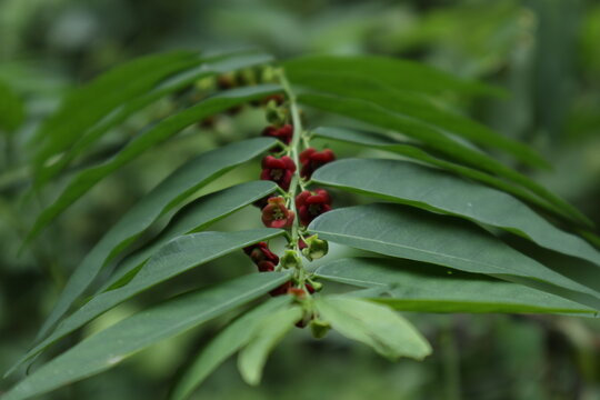 Parallel view of a Star Gooseberry leaf with reddish flowers from the leaf end