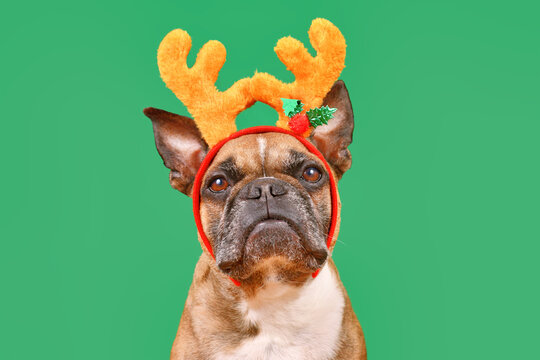 Fawn French Bulldog dog wearing Christmas reindeer antler headband in front of green background