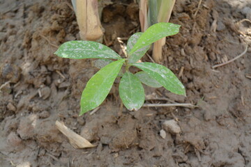 Planting a jamon plant in the park