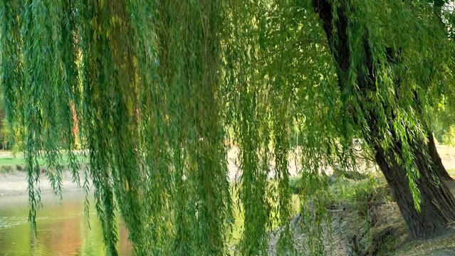 Weeping willow branches on pond background in early autumn close-up in the wind.