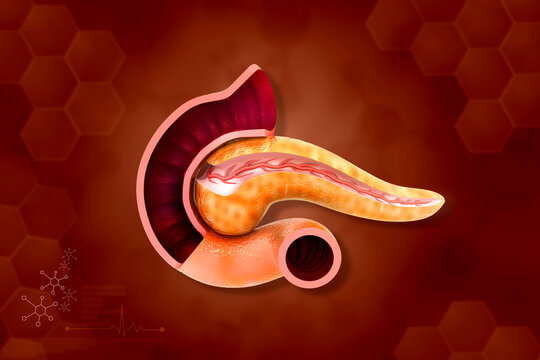Pancreas anatomy on scientific background. 3d illustration..