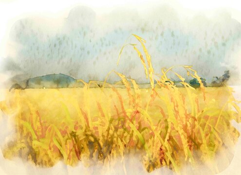 お米　稲の水彩画　イラスト
