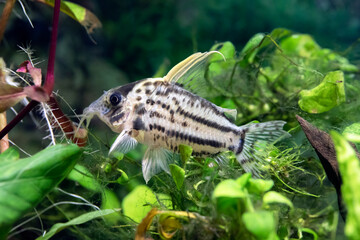 Schwartz's catfish - Corydoras schwartzi