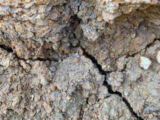 Macro shot of soil or dry leaves