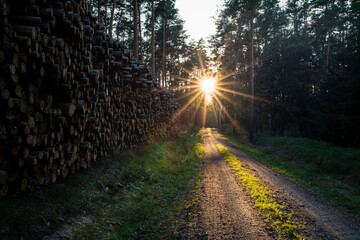 sonnen im wald 