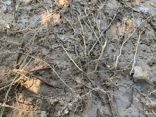 Macro shot of soil or dry leaves