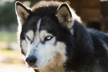 The muzzle of a beautiful husky dog. Close up.