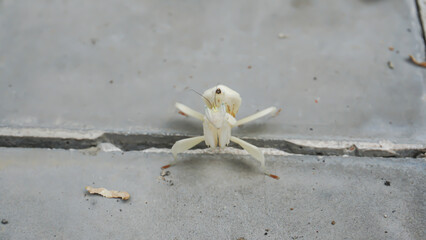 Grasshoppers on a tile floor with papaya leaves and stems in the background, Indonesia.