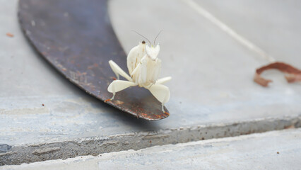 Mantis grasshopper on an iron sickle with a tile floor background.