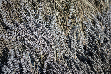 Bouquet of lavender drying outside in sun. Large pile of plants flowers losing color due to drying...