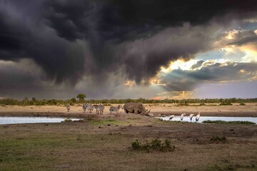 the last Rhinos in Africa are threatend with extinction