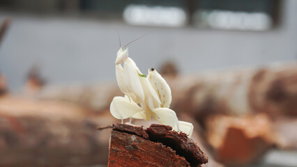 Praying mantis on a piece of wood, Indonesia.