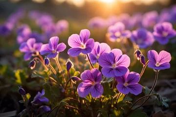 Poster Wild violets in the garden © augieloinne