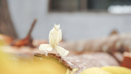 Praying mantis on a piece of wood, Indonesia.
