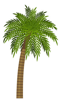 Exotic beach tree. Gree leaves palm plant