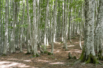 myriad of trees of beech wood at Terminillo mountain range, Italy
