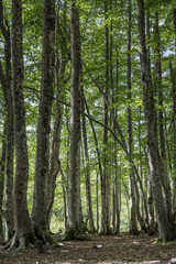 tall logs of beech wood at Terminillo mountain range, Italy