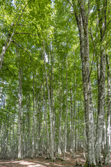 tall trees of beech wood at Terminillo mountain range, Italy