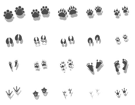 Traces of animals and humans. Traces with shadow. Vector drawing, foot prints tutorial.