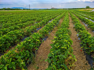 Fototapeta na wymiar Strawberry plantations in the Transcarpathian region of Ukraine
