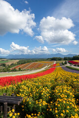 美しい花々が咲いている丘（北海道 美瑛）　A hill full of beautiful flowers in Hokkaido,Japan