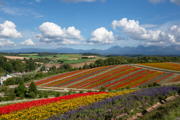 美しい花々が咲いている丘（北海道 美瑛）　A hill full of beautiful flowers in Hokkaido,Japan