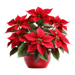 Christmas plant, red poinsettia flower pot isolated on white transparent background, PNG - obrazy, fototapety, plakaty