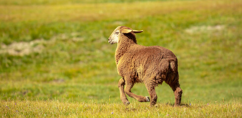 Runaway sheep. The sheep runs through the pasture. Pasture with fresh grass in spring, cattle walking. Animal husbandry and agriculture. Herd of animals.
